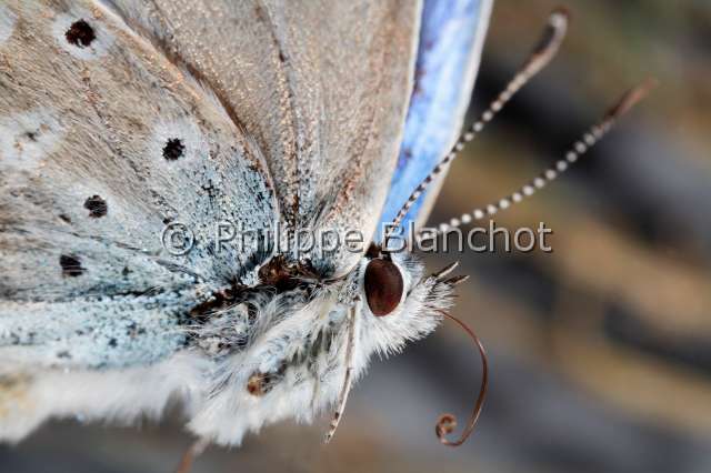 polyommatus escheri.JPG - Polyommatus escheri (portrait)Azuré du plantainEscher's BlueLepidoptera, LycaenidaeFrance